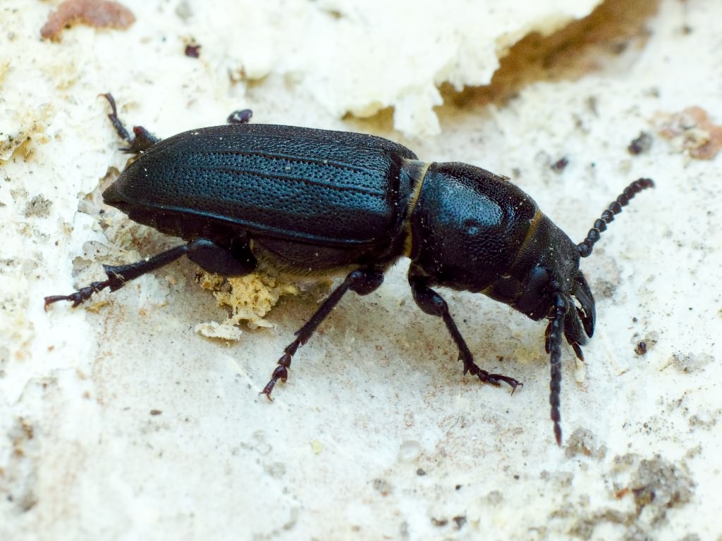 Spondylis buprestoides (Linnaeus, 1758)